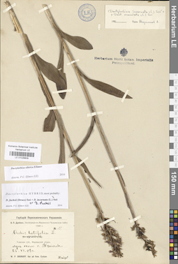 LE 01028809
