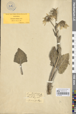 LE 01081045