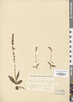 LE 01029034