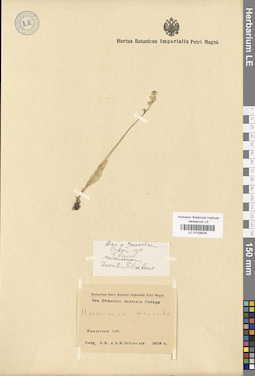 LE 01029035
