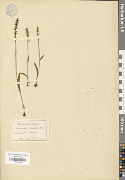 LE 01029036