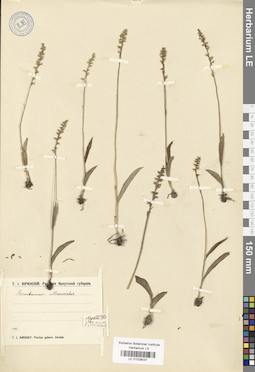 LE 01029037