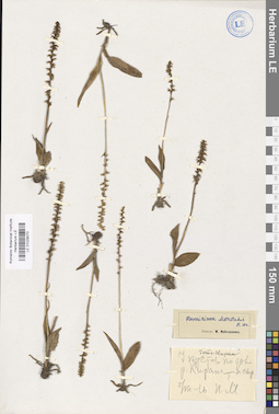LE 01029070