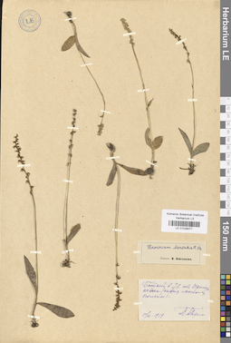 LE 01029071