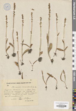 LE 01029104