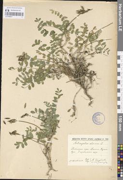 LE 01094511