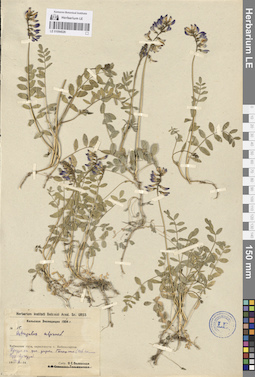 LE 01094526
