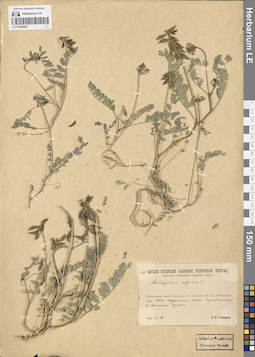 LE 01094528
