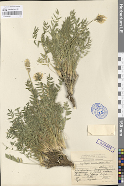 LE 01094593