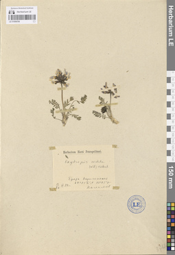 LE 01094706
