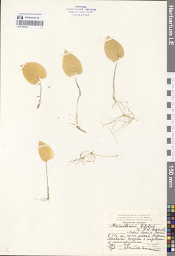 LE 01136194