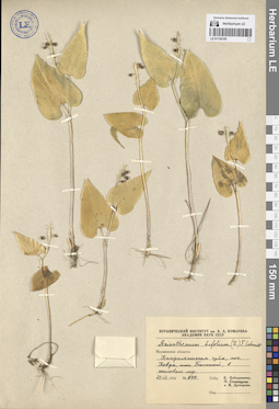 LE 01136195