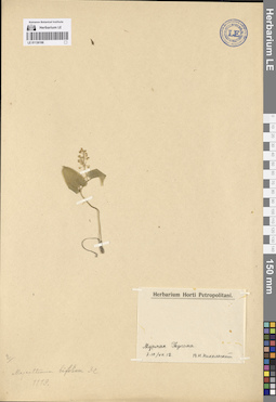LE 01136196