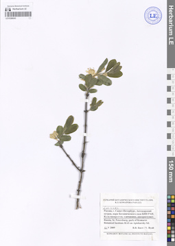 LE 01208243