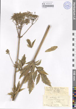 LE 01209063