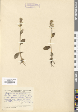 LE 01029124