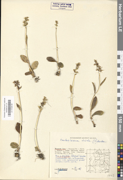 LE 01029126