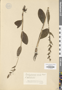 LE 01029138