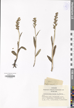 LE 01029180