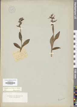 LE 01029181
