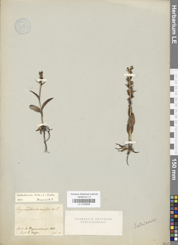 LE 01029209