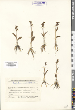 LE 01029241
