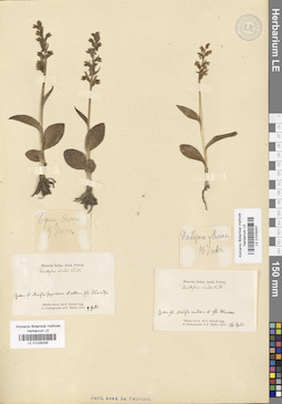 LE 01029246