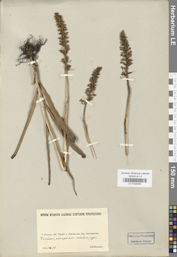 LE 01029262