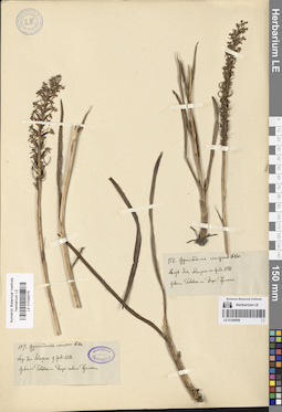 LE 01029275