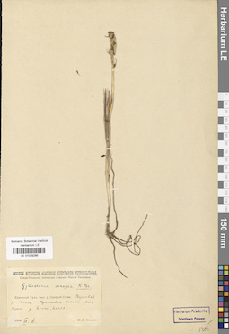 LE 01029285