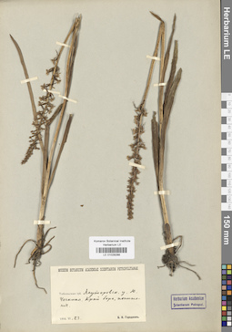 LE 01029288