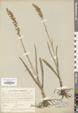 LE 01029294