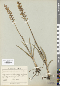 LE 01029296