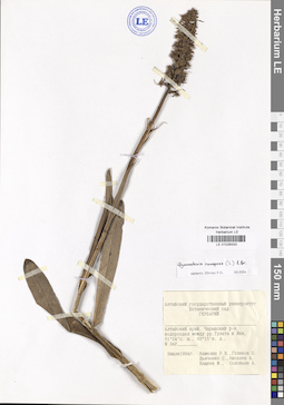LE 01029333