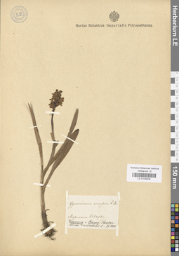 LE 01029336