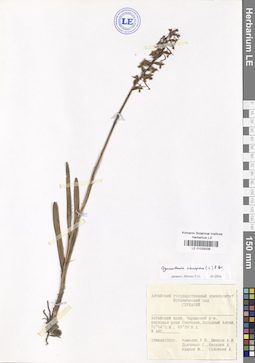 LE 01029338