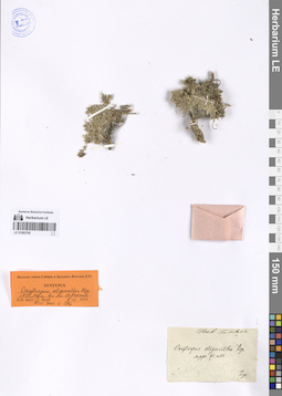 LE 01083765