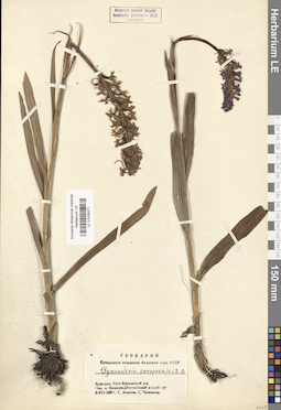 LE 01029371