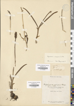 LE 01029382