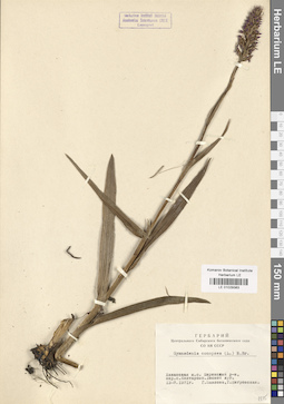 LE 01029383