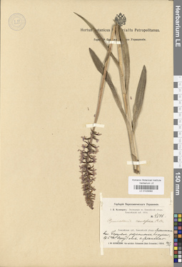 LE 01029392