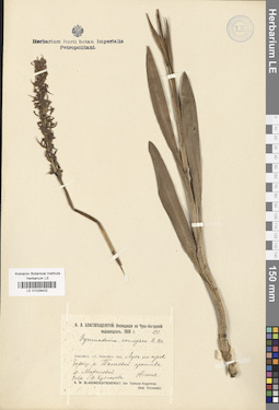 LE 01029432
