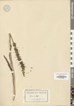 LE 01029398