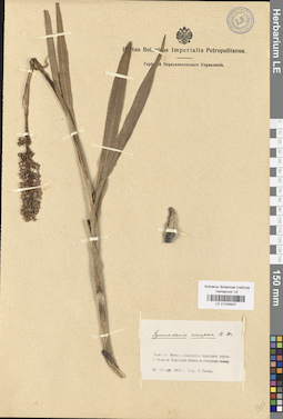 LE 01029407