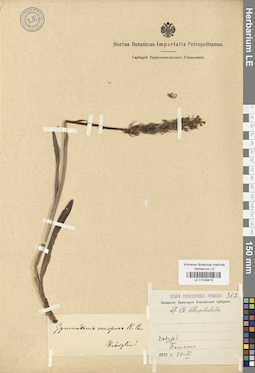LE 01029415