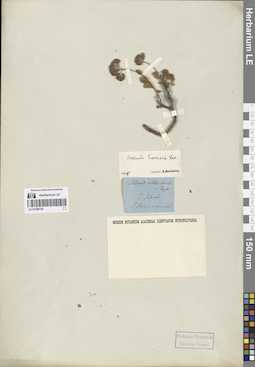 LE 01286102