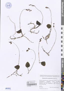 LE 01218936