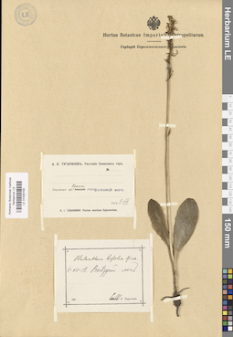 LE 01030155