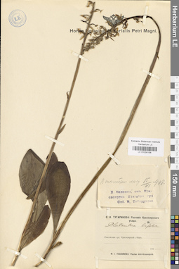 LE 01030156