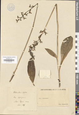 LE 01030160